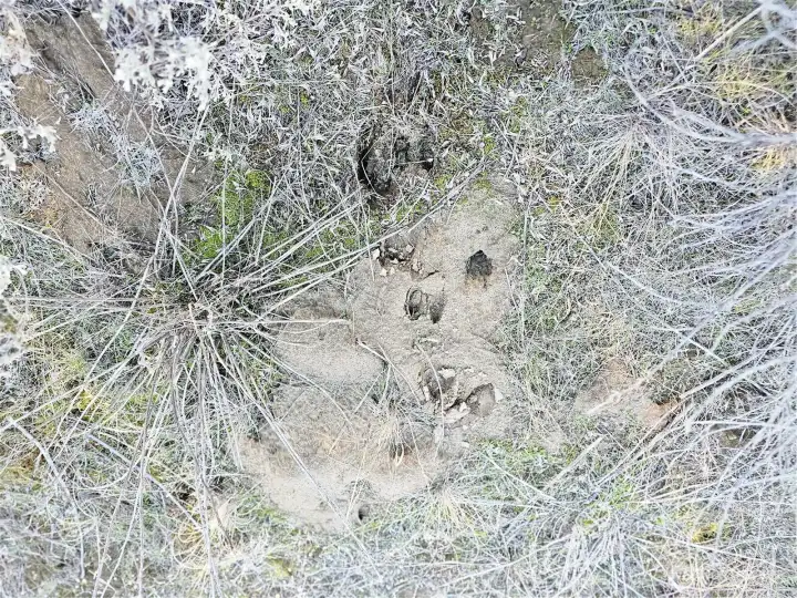 Buck and Doe prints all over the property