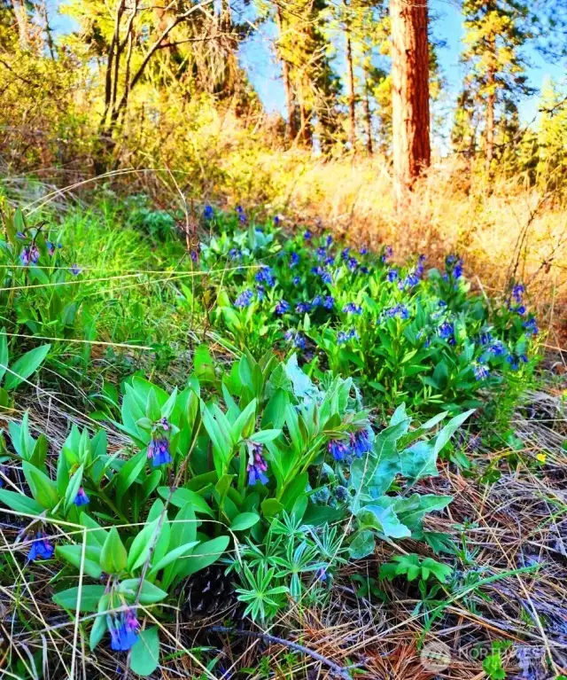 Wild flowers are just beginning to bloom all over this property