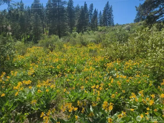 This photo is from last spring/summer with all the gorgeous wild daisies in full bloom