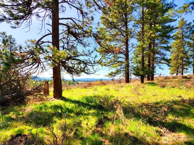 This property has the perfect combination of field and trees...