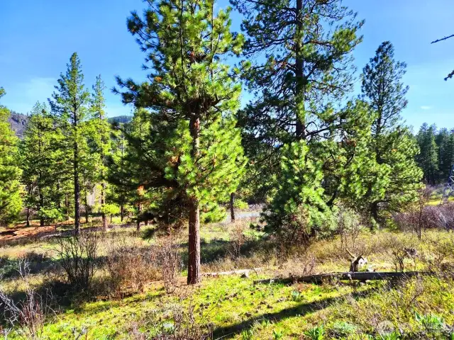 Plenty of Ponderosa Pine throughout the property providing privacy and sanctuary for all the nature that abounds