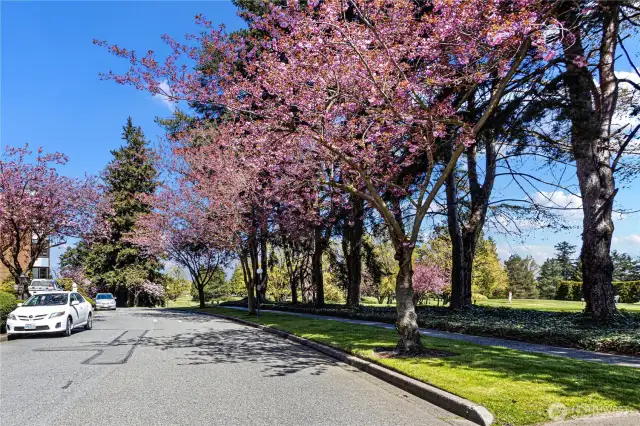 Every spring, the private road lined with cherry trees bursts with blossoms!