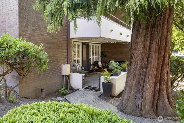 Private ground-level entry meandering past a giant cedar tree creates the sense of a woodland paradise.
