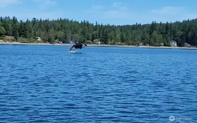 Orca Whales passing by the dock on 6/11/25. Wow!