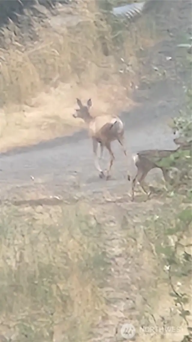 deer