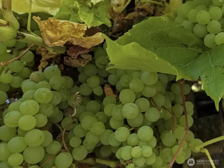 Seller has provided this photo of last seasons grapes - yum!