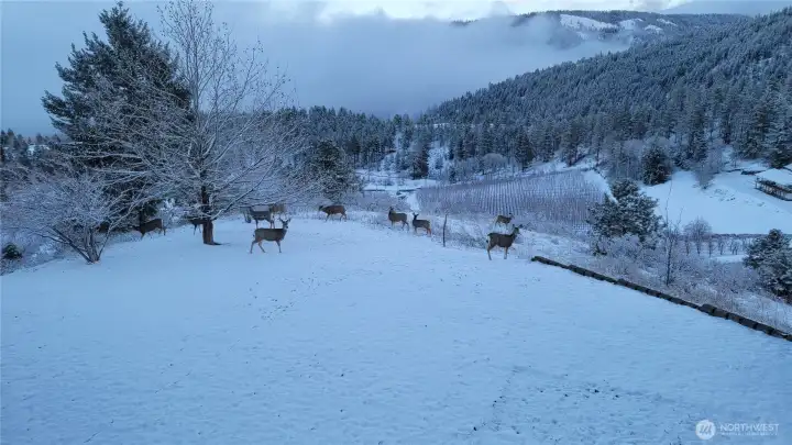 An abundance of wildlife enriches the natural surroundings.