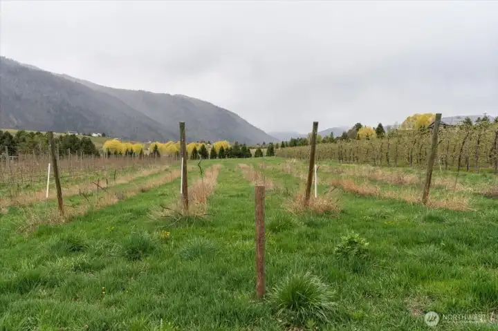 Views of backyard and surrounding area