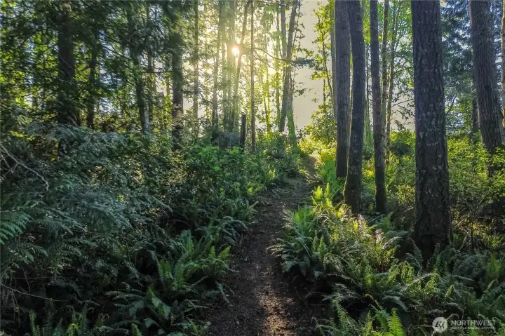 Beautiful wooded path.