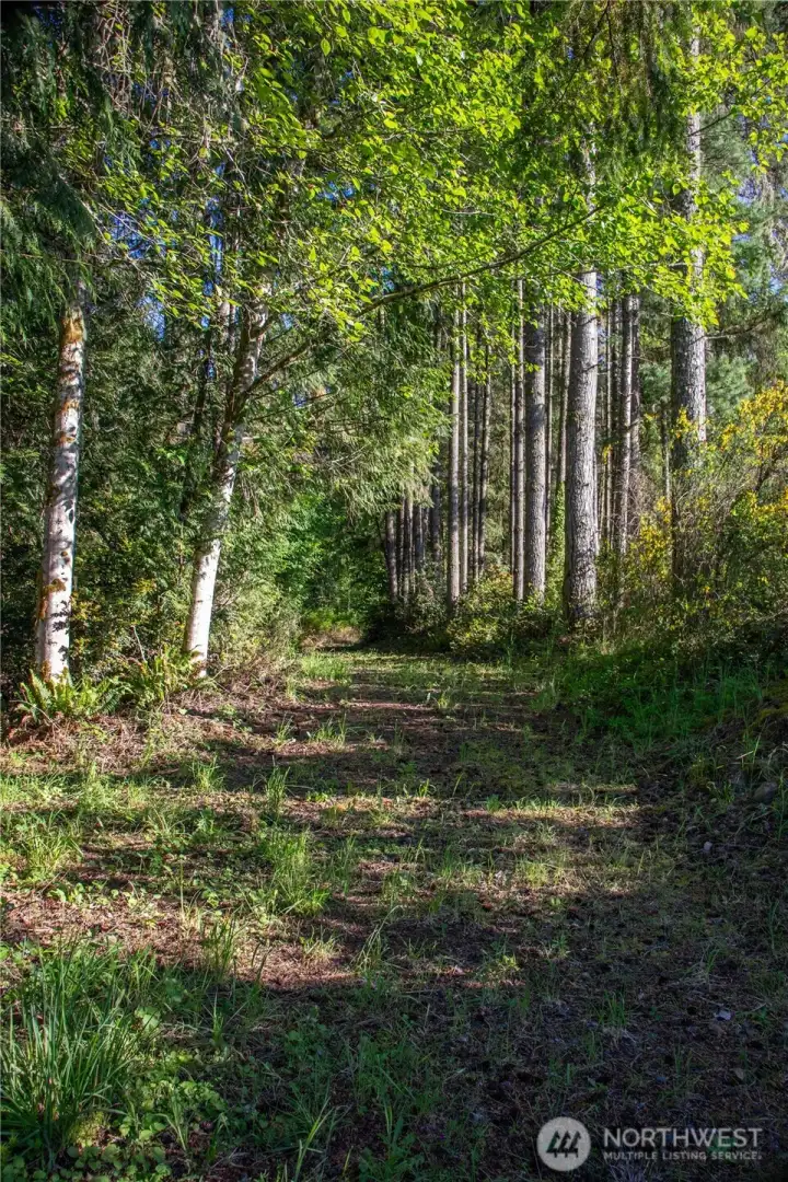 Road to a clearing