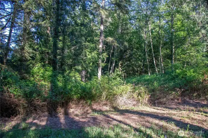 Clearing where a 1-2 story house with a daylight basement could be built.