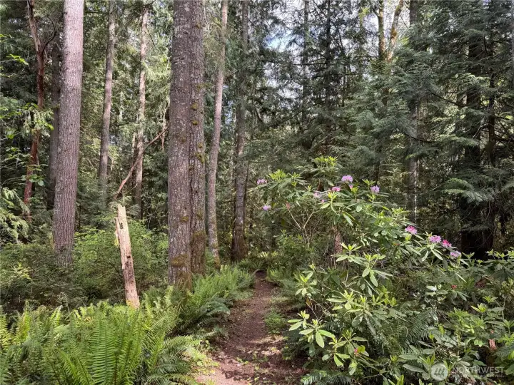 Walking trail.