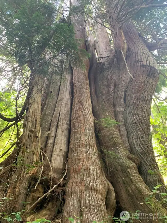 old growth cedar on neighboring property