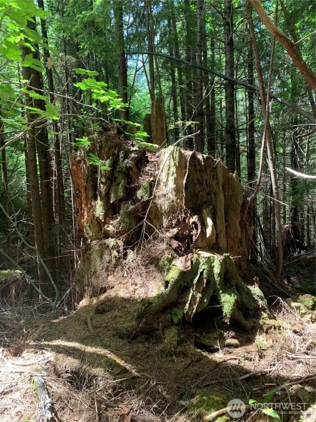 Old growth stumps scattered about property