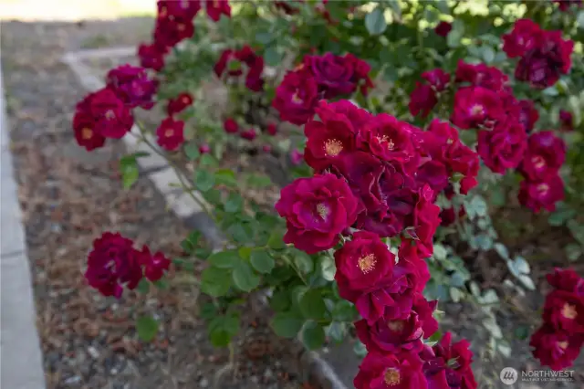 A bed of Roses