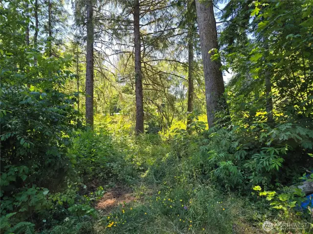 Path to the creek