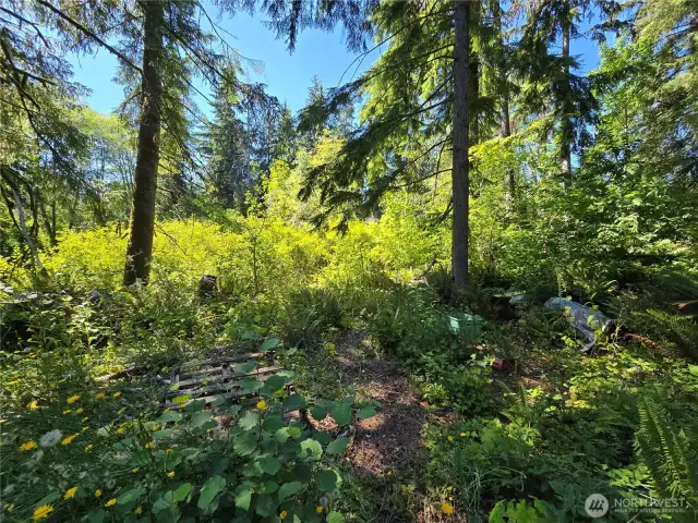 Path to the creek