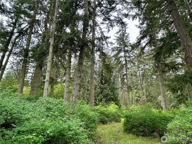 Walking trails through the surrounding woods that border both sides of the farmhouse.