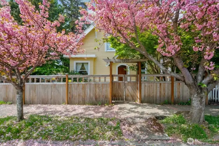 Cherry blossoms in the spring