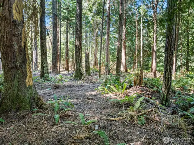 Forested acreage