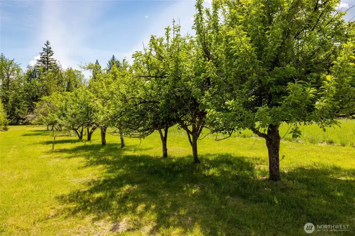 Fruit Trees