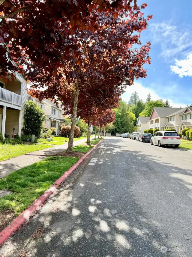 The streets in College Spring are level and easy to maneuver, and at the end of this sidewalk, you'll find a pathway to College Street where you can hop on the free Intercity Transit but to get anywhere they go in Lacey, Olympia, Tumwater and beyond!