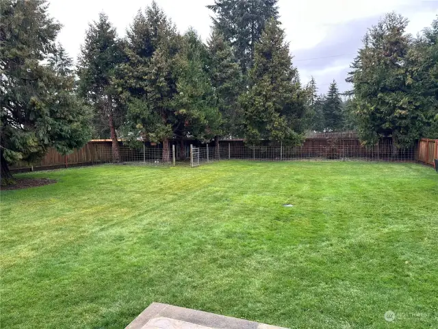Dog Run in the Backyard