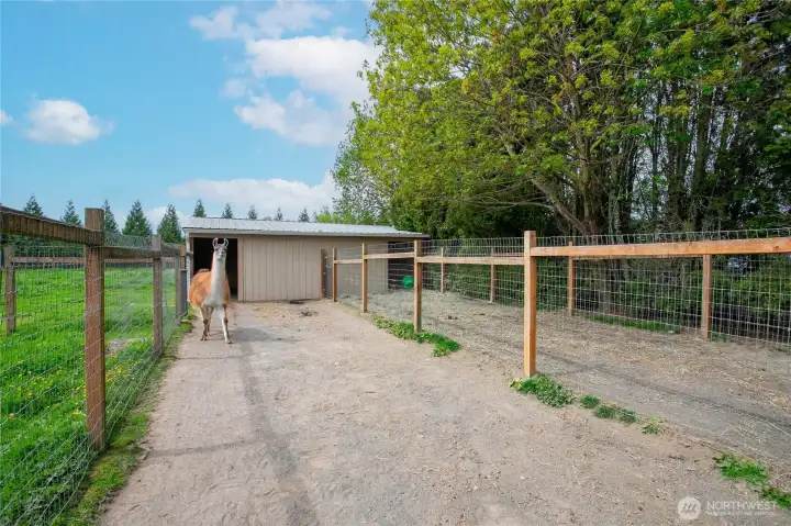 Runs and stalls big enough for horses.