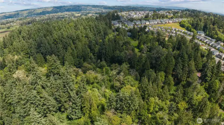 Mature trees throughout the property with potentially marketable timber. Mature trees throughout the property with potentially marketable timber.