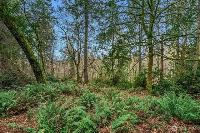 The landscape is vibrant with huckleberry, salal, ferns and multiple other native plants.
