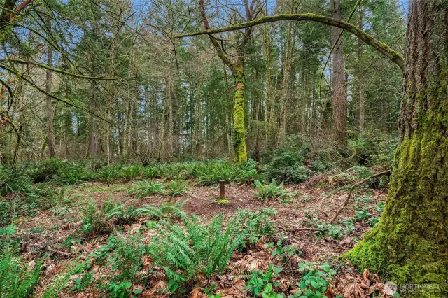 Meadows of sword ferns surround you as you walk the property.