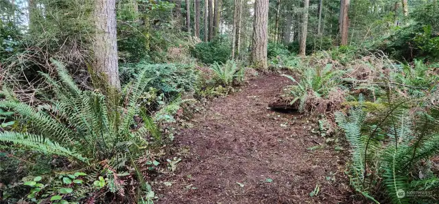 Beautifully cleared, winding trail with access from SW 250th Way.