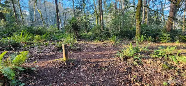 Looking northwest toward the ravine.