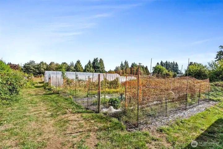 Huge fenced garden area has a variety of produce!