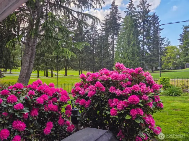 Beautiful blooming shrubs provide lovely privacy between the units and patios, yet open to the golf course view beyond.