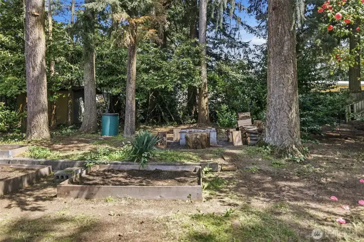 Huge back yard with garden boxes and a fire pit plus a shed with a custom Calvin and Hoobs painted mural.