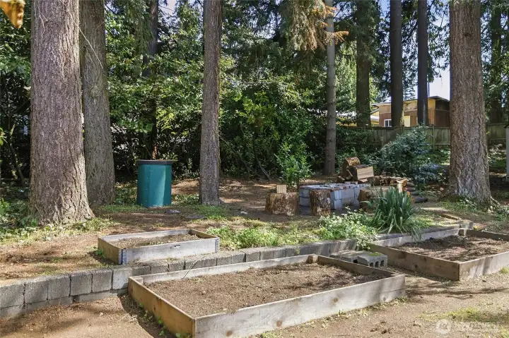 Huge back yard with garden boxes and a fire pit plus a shed with a custom Calvin and Hoobs painted mural.