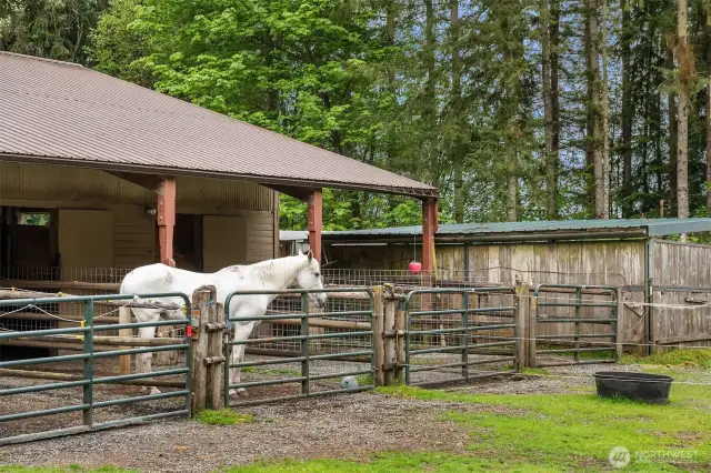 7 Stalls with 12x24 half-covered paddocks attached.