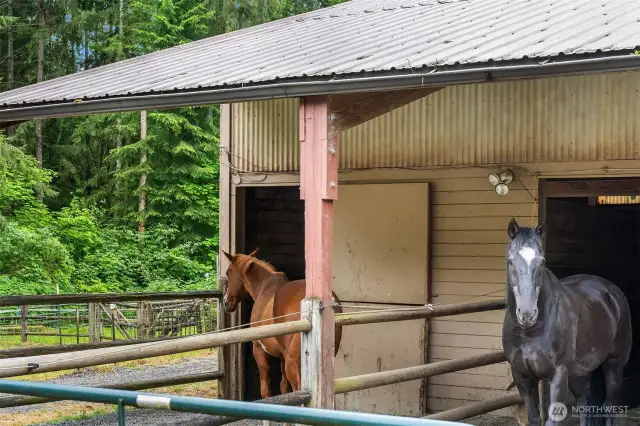 Half-covered paddocks attached to stalls.