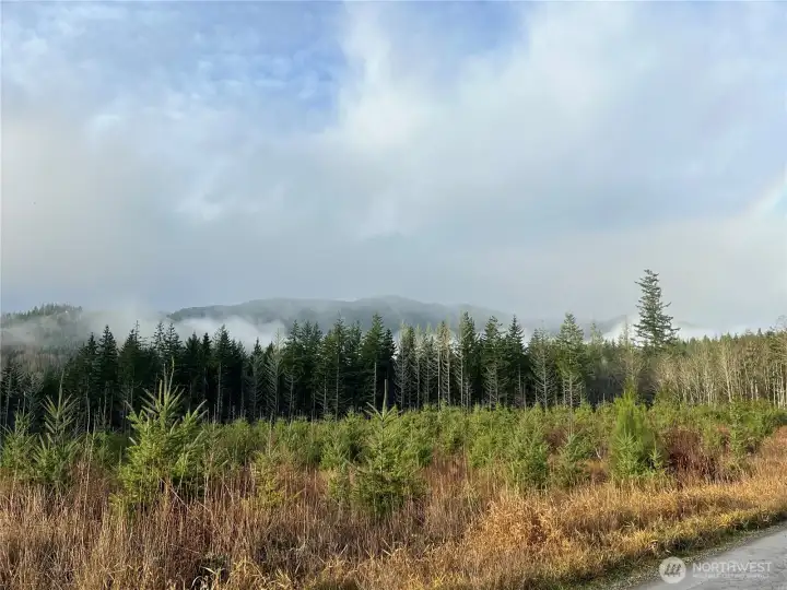 Well growing Douglas fir forest. Watch your investment grow !