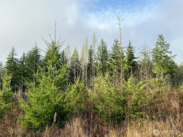 Great soils for wonderful tree growth.