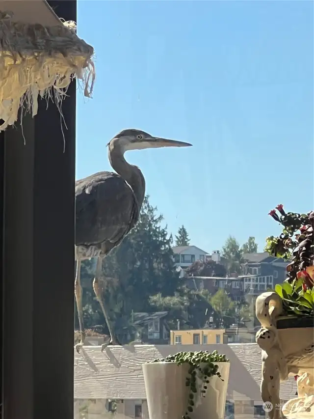 Great Blue Heron nest nearby and are special guests at the decks.