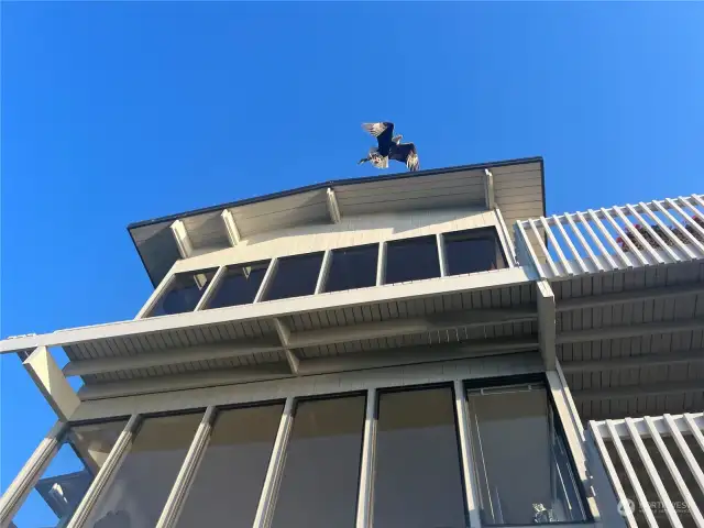 Bald eagle taking off from the roof with his freshly caught salmon.