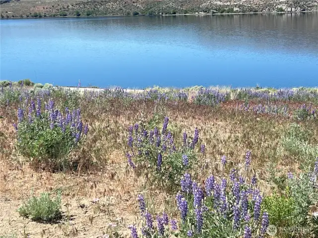 wildflowers