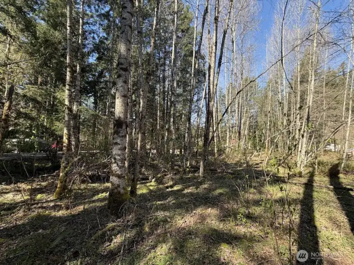 Keep most of the trees for added privacy!