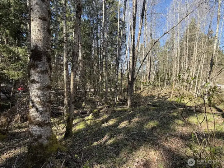 At the back of the property looking into the main part of this .36 acre corner lot