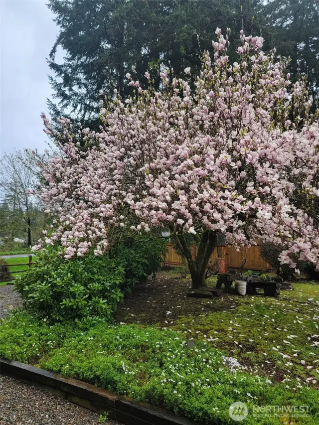 Beautiful Magnolia tree in the front yard in bloom in the spring!