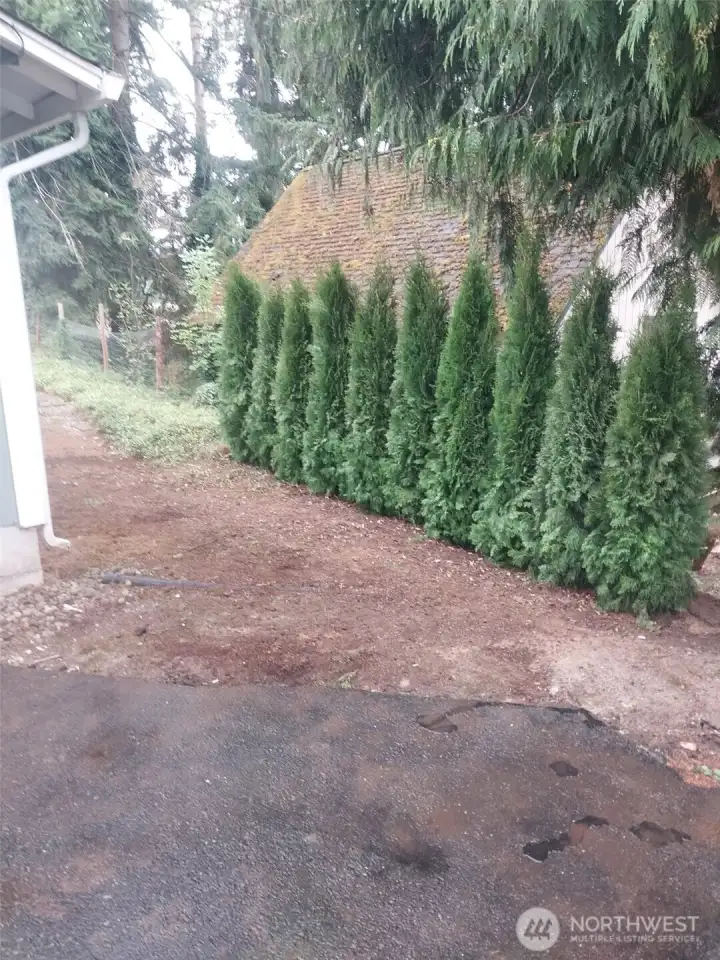 Newly planted arborvitaes  for privacy from neighbors