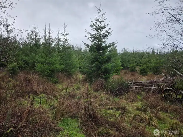 Typical young-age class Douglas-fir reproduction.