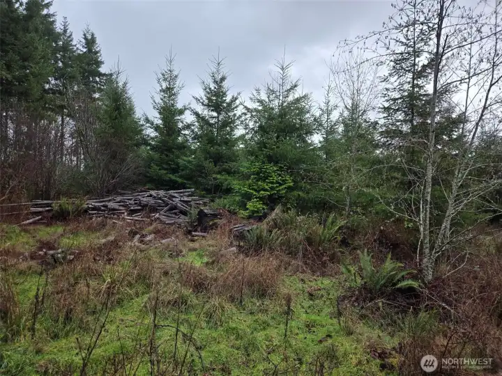 Typical young age-class Douglas-fir reproduction.